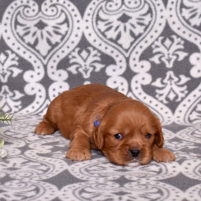 Adorable Cavalier King Charles Spaniel Puppies media 4