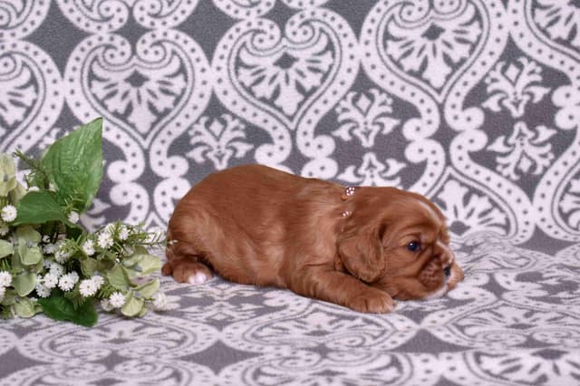 Adorable Cavalier King Charles Spaniel Puppies media 13
