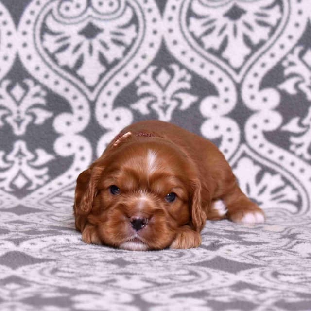 Adorable Cavalier King Charles Spaniel Puppies media 14