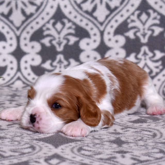 Adorable Cavalier King Charles Spaniel Puppies media 9