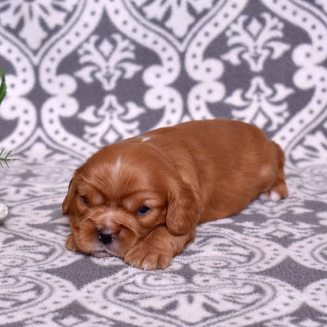 Adorable Cavalier King Charles Spaniel Puppies media 22