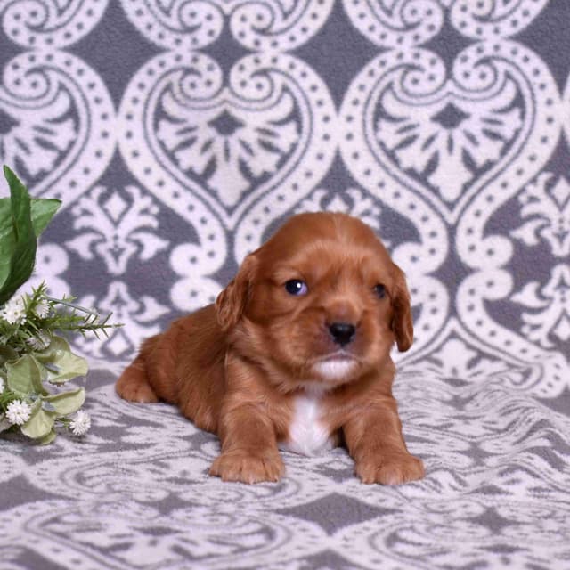 Adorable Cavalier King Charles Spaniel Puppies media 17