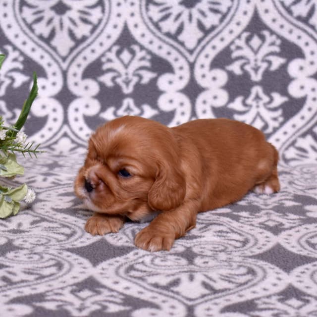 Adorable Cavalier King Charles Spaniel Puppies media 15