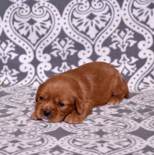 Adorable Cavalier King Charles Spaniel Puppies media 20