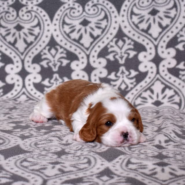 Adorable Cavalier King Charles Spaniel Puppies media 21