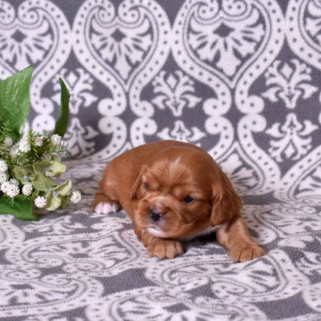Adorable Cavalier King Charles Spaniel Puppies media 23