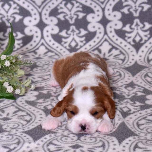 Adorable Cavalier King Charles Spaniel Puppies media 19