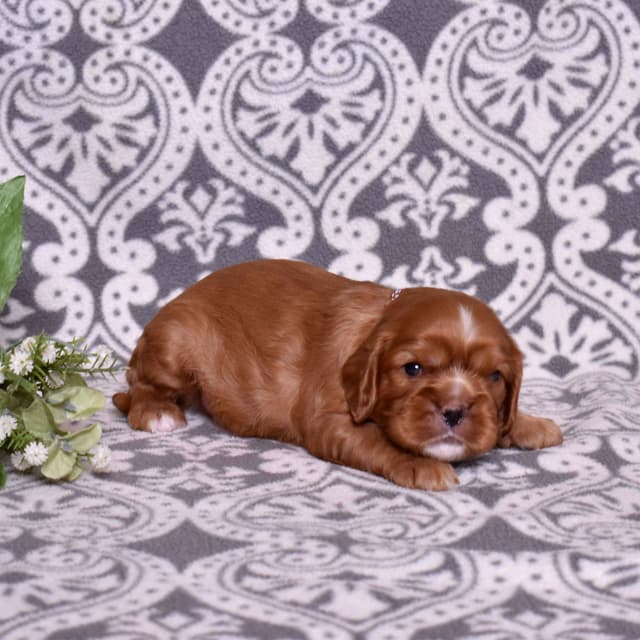 Adorable Cavalier King Charles Spaniel Puppies media 18