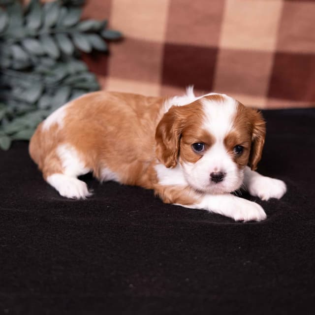 Cavalier King Charles Spaniel Puppies media 3