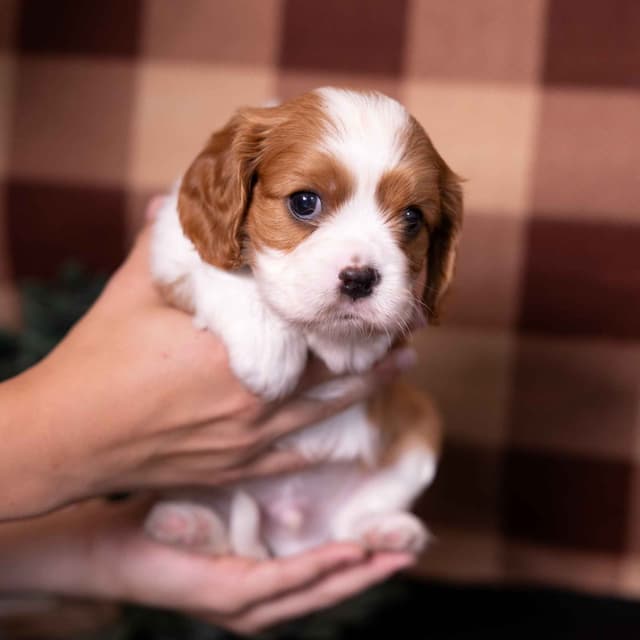 Cavalier King Charles Spaniel Puppies media 4