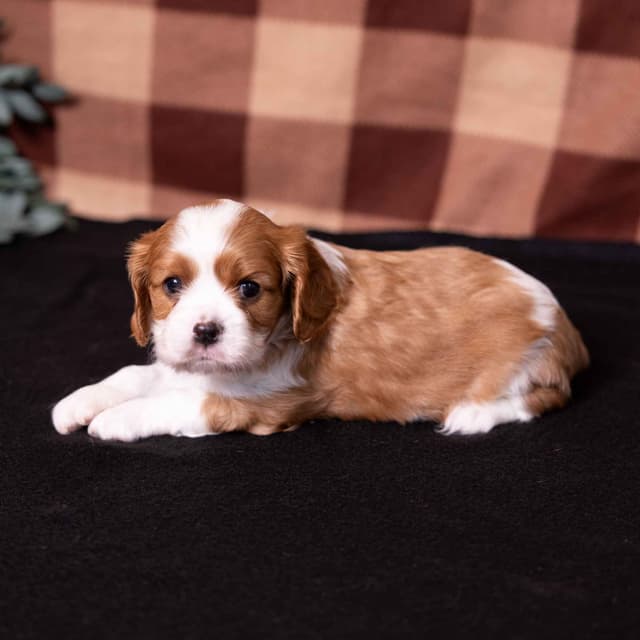 Cavalier King Charles Spaniel Puppies media 2