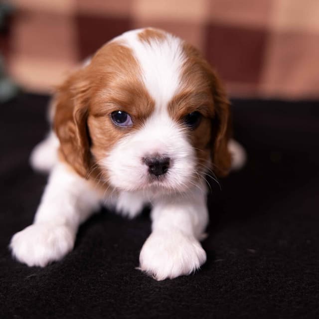 Cavalier King Charles Spaniel Puppies media 7