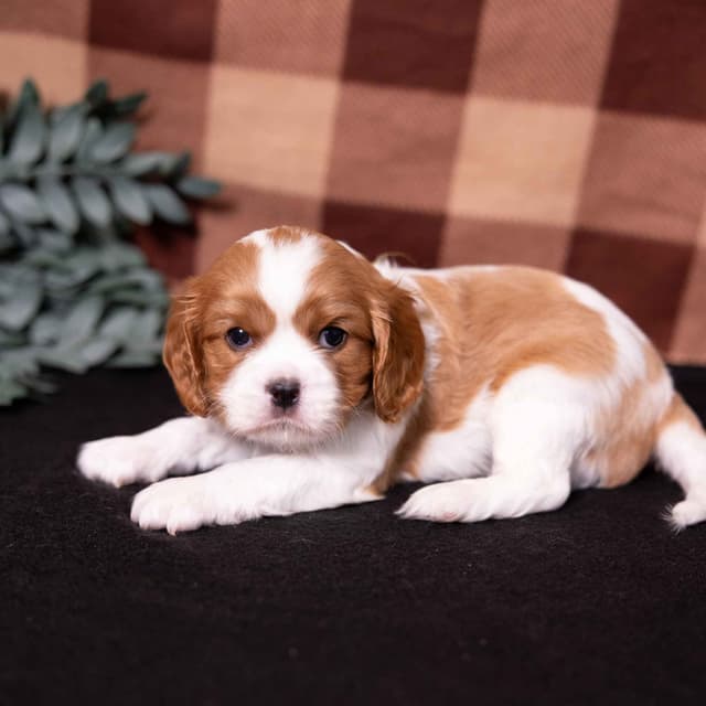Cavalier King Charles Spaniel Puppies media 5