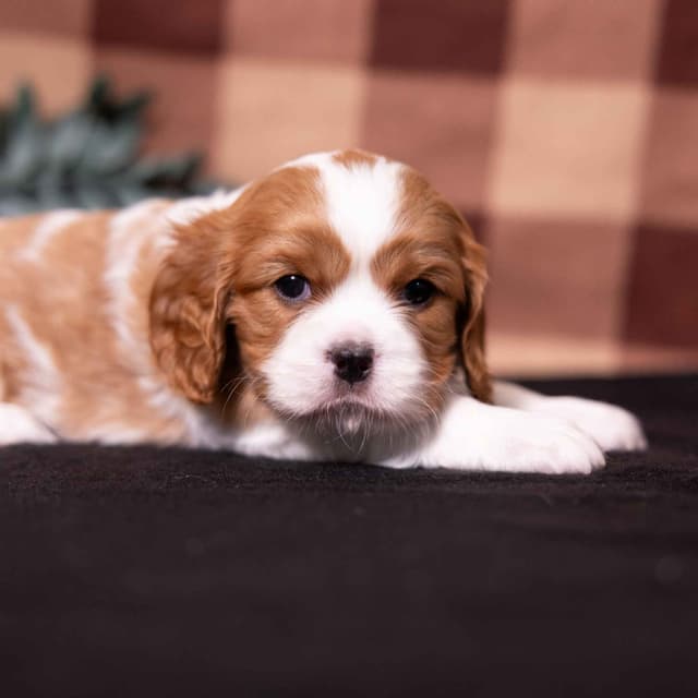 Cavalier King Charles Spaniel Puppies media 6