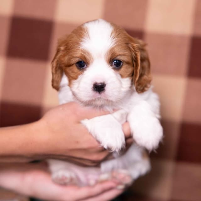 Cavalier King Charles Spaniel Puppies media 8