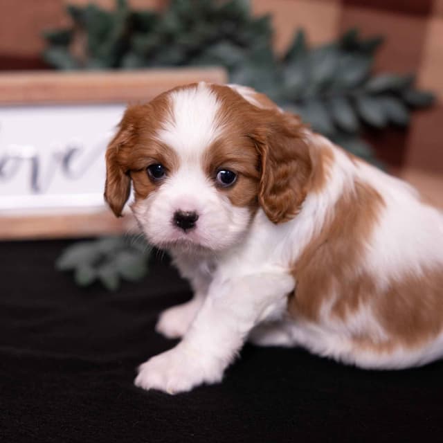 Cavalier King Charles Spaniel Puppies media 10