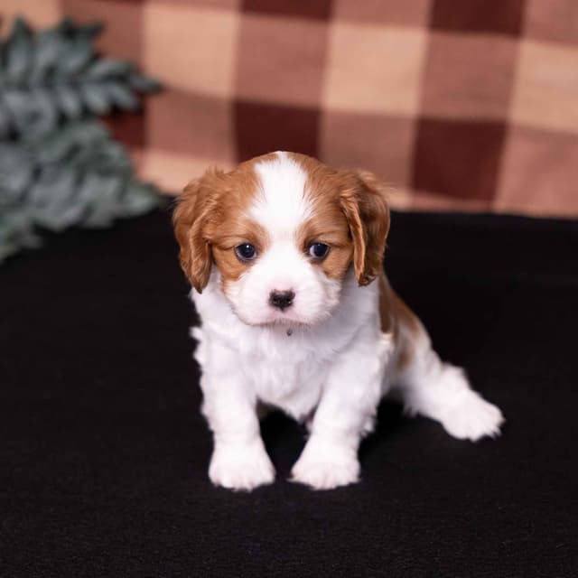 Cavalier King Charles Spaniel Puppies media 9