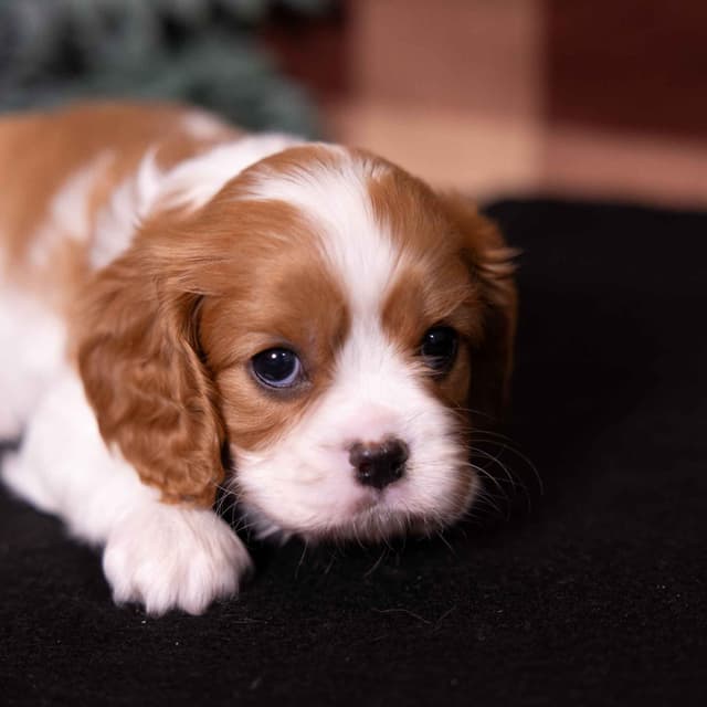 Cavalier King Charles Spaniel Puppies media 13