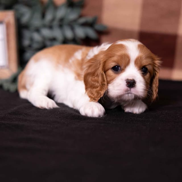 Cavalier King Charles Spaniel Puppies media 11