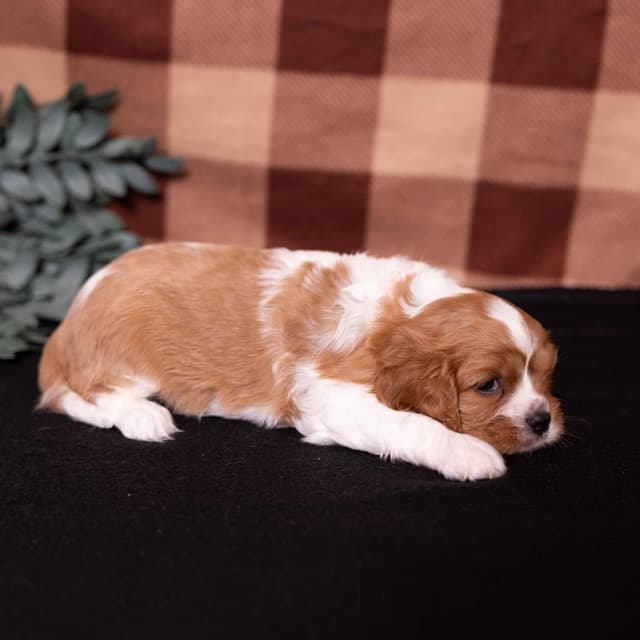 Cavalier King Charles Spaniel Puppies media 15
