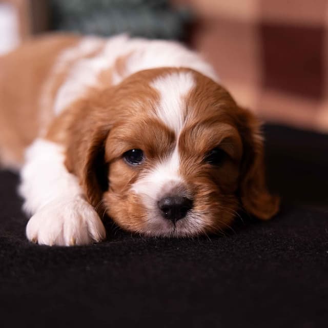Cavalier King Charles Spaniel Puppies media 14