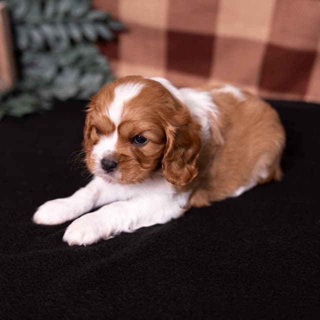 Cavalier King Charles Spaniel Puppies media 16