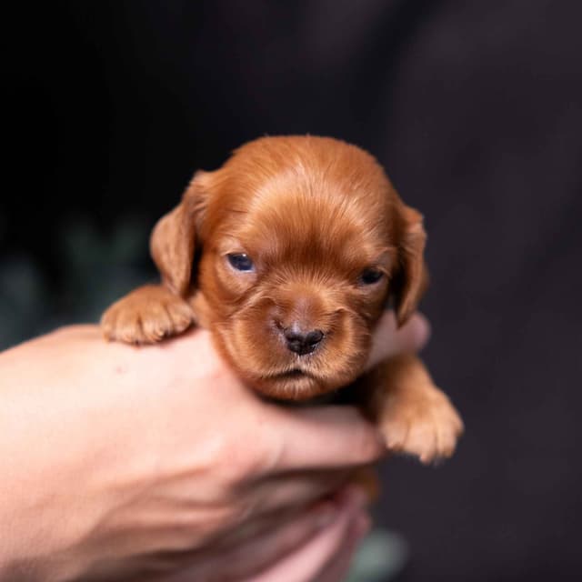 Cavalier King Charles Spaniel Puppies media 2