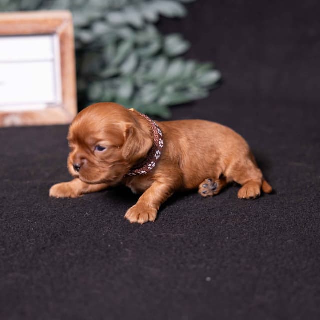 Cavalier King Charles Spaniel Puppies media 3