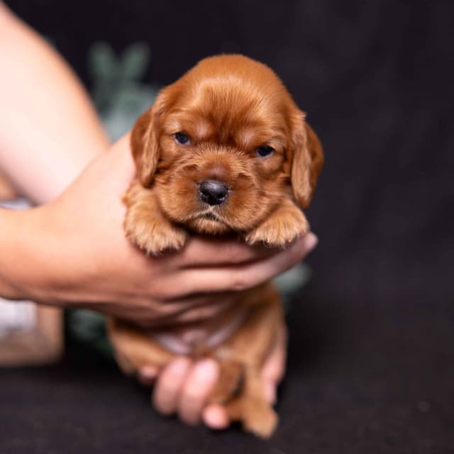 Cavalier King Charles Spaniel Puppies media 4