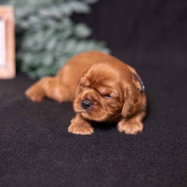 Cavalier King Charles Spaniel Puppies media 5
