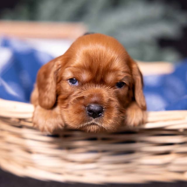 Cavalier King Charles Spaniel Puppies media 6