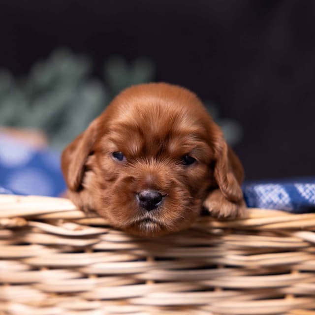 Cavalier King Charles Spaniel Puppies media 9
