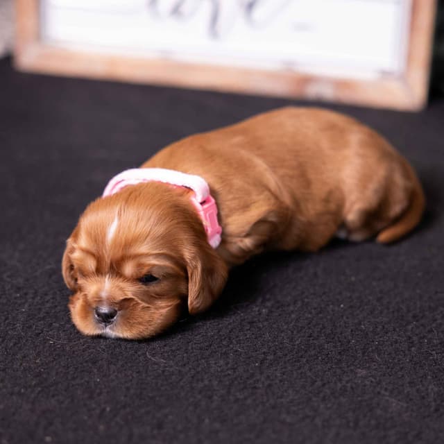 Cavalier King Charles Spaniel Puppies media 10