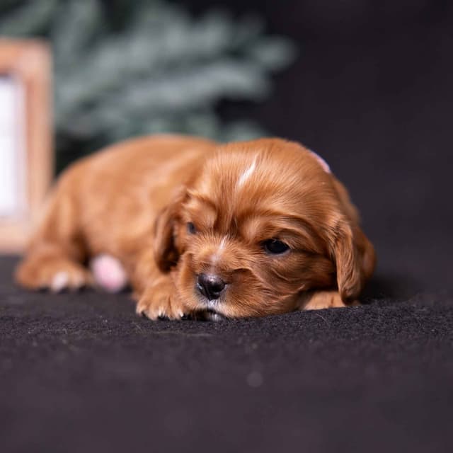 Cavalier King Charles Spaniel Puppies media 12