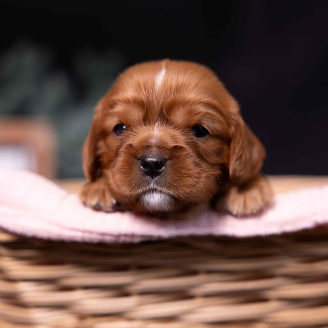 Cavalier King Charles Spaniel Puppies media 11