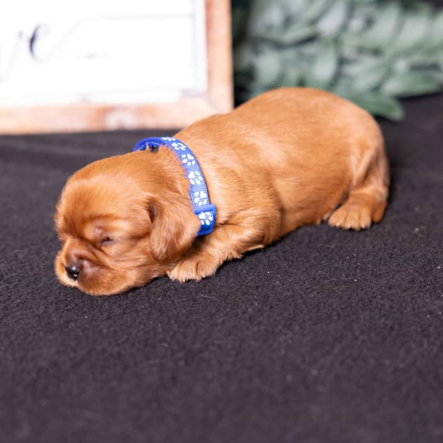 Cavalier King Charles Spaniel Puppies media 13