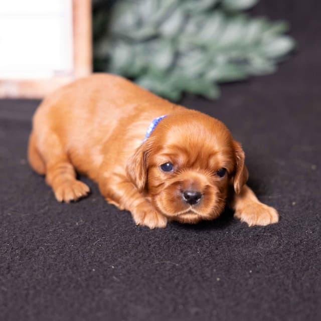 Cavalier King Charles Spaniel Puppies media 14