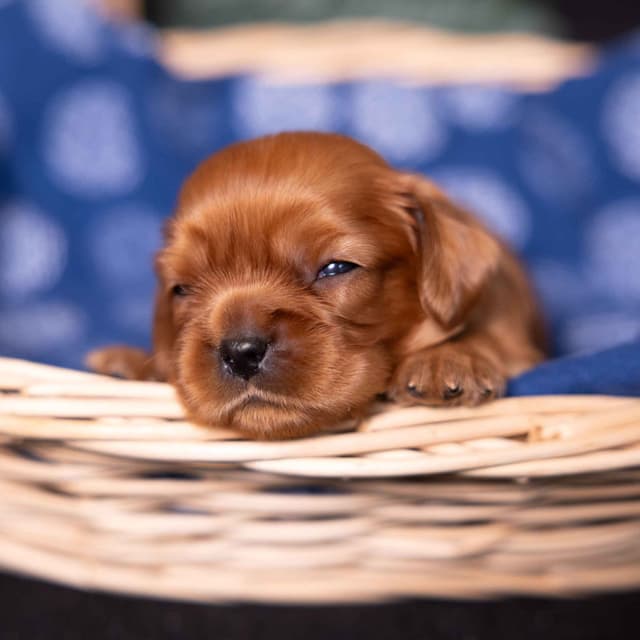 Cavalier King Charles Spaniel Puppies media 15