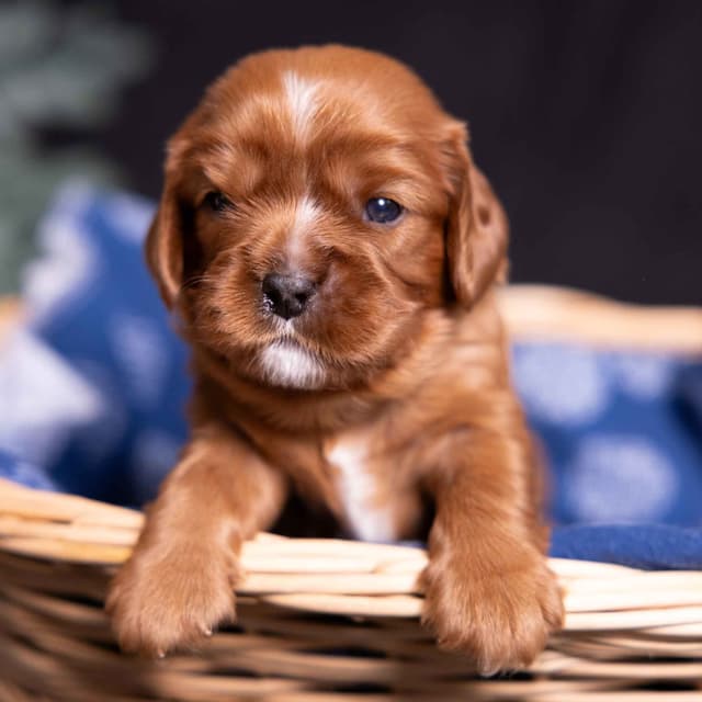 Cavalier King Charles Spaniel Puppies media 17