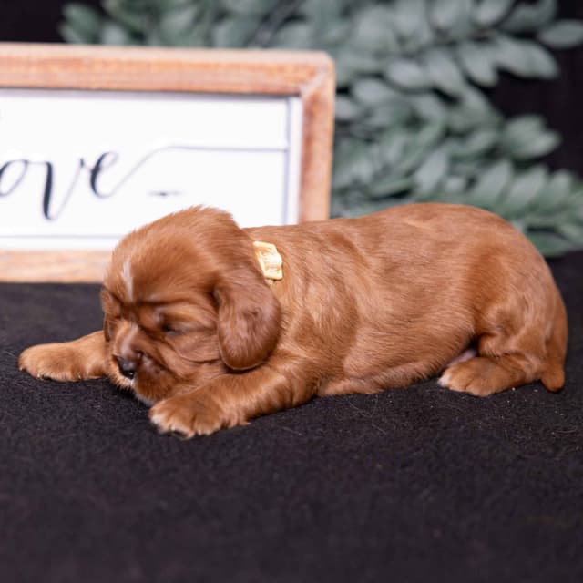 Cavalier King Charles Spaniel Puppies media 16
