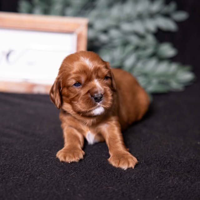 Cavalier King Charles Spaniel Puppies media 18