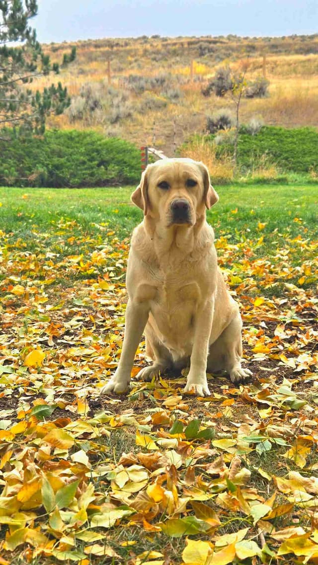 English Labrador Puppies- Obedience Trained media 2