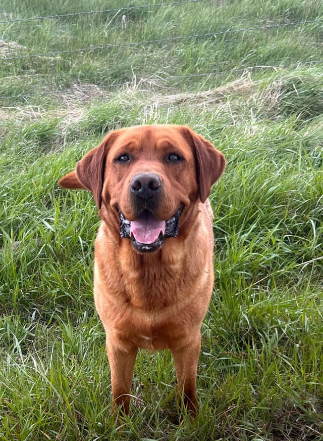 English Labrador Puppies- Obedience Trained media 3