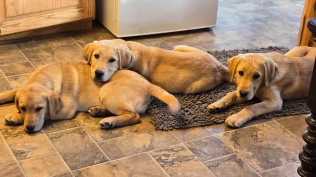 English Labrador Puppies- Obedience Trained media 7