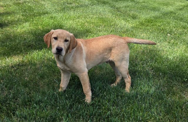 English Labrador Puppies- Obedience Trained media 8