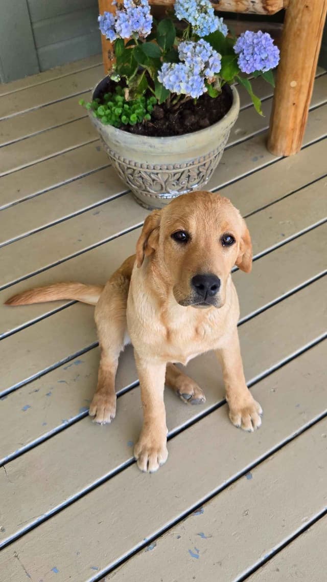 English Labrador Puppies- Obedience Trained media 9
