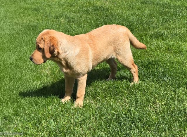 English Labrador Puppies- Obedience Trained media 10