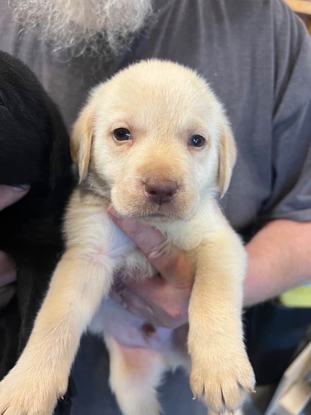 Labrador Retriever Puppies media 2