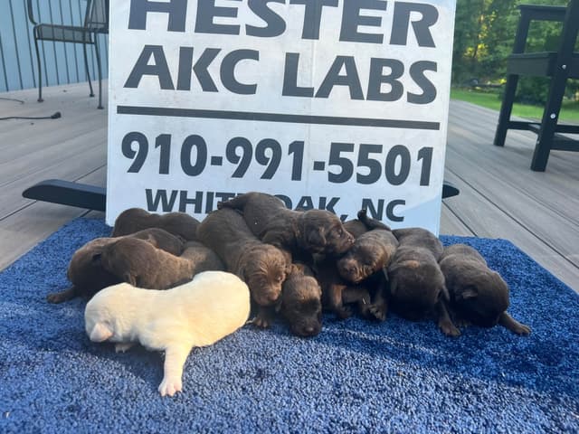 Labrador Retriever Puppies media 2