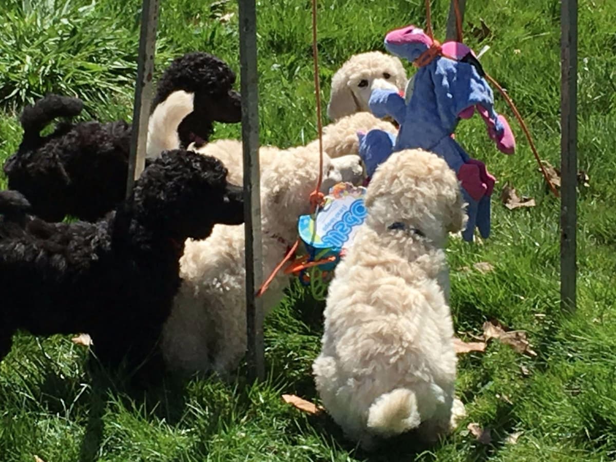 Poodle Puppies breeder image 1
